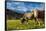 Cows in the green pastures framed by the high peaks of the Alps, Garmisch Partenkirchen, Upper Bava-Roberto Moiola-Framed Stretched Canvas