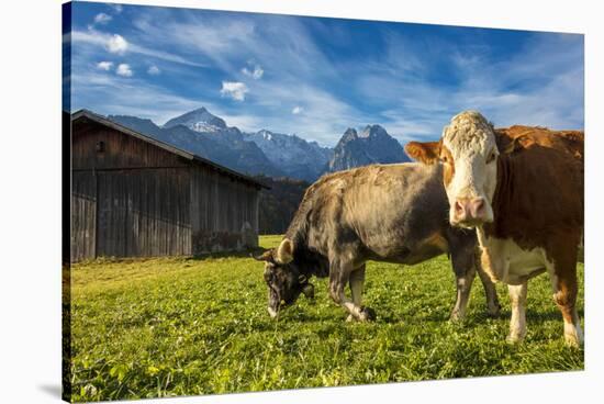 Cows in the green pastures framed by the high peaks of the Alps, Garmisch Partenkirchen, Upper Bava-Roberto Moiola-Stretched Canvas
