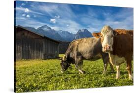 Cows in the green pastures framed by the high peaks of the Alps, Garmisch Partenkirchen, Upper Bava-Roberto Moiola-Stretched Canvas