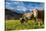 Cows in the green pastures framed by the high peaks of the Alps, Garmisch Partenkirchen, Upper Bava-Roberto Moiola-Stretched Canvas