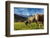 Cows in the green pastures framed by the high peaks of the Alps, Garmisch Partenkirchen, Upper Bava-Roberto Moiola-Framed Photographic Print