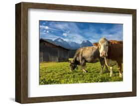 Cows in the green pastures framed by the high peaks of the Alps, Garmisch Partenkirchen, Upper Bava-Roberto Moiola-Framed Photographic Print