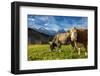 Cows in the green pastures framed by the high peaks of the Alps, Garmisch Partenkirchen, Upper Bava-Roberto Moiola-Framed Photographic Print