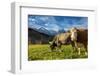 Cows in the green pastures framed by the high peaks of the Alps, Garmisch Partenkirchen, Upper Bava-Roberto Moiola-Framed Photographic Print