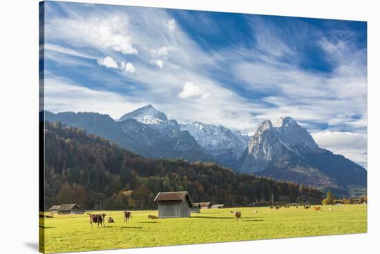 Cows in the green pastures framed by the high peaks of the Alps, Garmisch Partenkirchen, Upper Bava-Roberto Moiola-Stretched Canvas