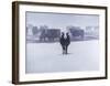 Cows in the Snow-Todd Telander-Framed Art Print