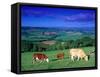 Cows in the Valley, South Wales-Peter Adams-Framed Stretched Canvas
