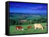 Cows in the Valley, South Wales-Peter Adams-Framed Stretched Canvas