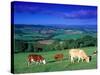 Cows in the Valley, South Wales-Peter Adams-Stretched Canvas