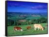 Cows in the Valley, South Wales-Peter Adams-Framed Stretched Canvas