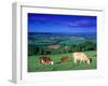 Cows in the Valley, South Wales-Peter Adams-Framed Premium Photographic Print