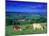 Cows in the Valley, South Wales-Peter Adams-Mounted Photographic Print