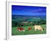 Cows in the Valley, South Wales-Peter Adams-Framed Photographic Print