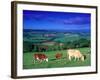 Cows in the Valley, South Wales-Peter Adams-Framed Photographic Print