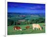 Cows in the Valley, South Wales-Peter Adams-Framed Photographic Print