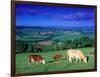 Cows in the Valley, South Wales-Peter Adams-Framed Photographic Print