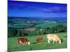 Cows in the Valley, South Wales-Peter Adams-Mounted Photographic Print