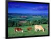 Cows in the Valley, South Wales-Peter Adams-Framed Photographic Print