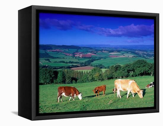 Cows in the Valley, South Wales-Peter Adams-Framed Stretched Canvas