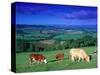 Cows in the Valley, South Wales-Peter Adams-Stretched Canvas