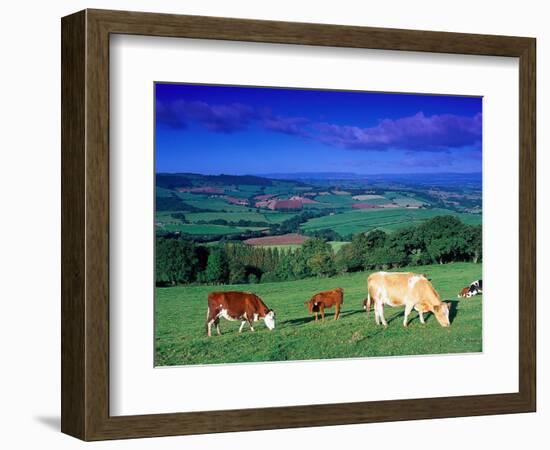 Cows in the Valley, South Wales-Peter Adams-Framed Photographic Print