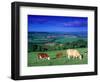 Cows in the Valley, South Wales-Peter Adams-Framed Photographic Print