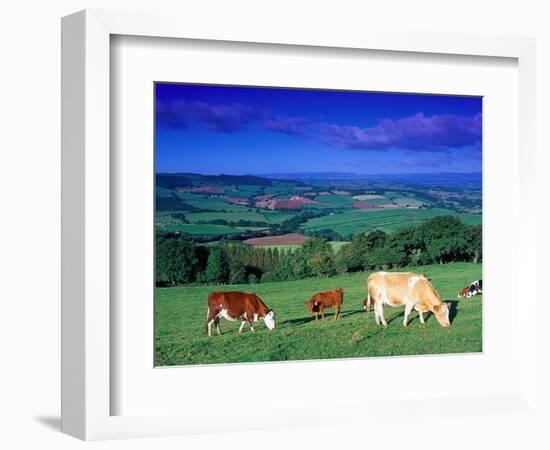 Cows in the Valley, South Wales-Peter Adams-Framed Photographic Print