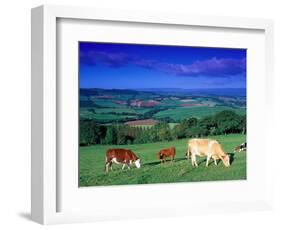 Cows in the Valley, South Wales-Peter Adams-Framed Photographic Print