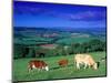 Cows in the Valley, South Wales-Peter Adams-Mounted Photographic Print