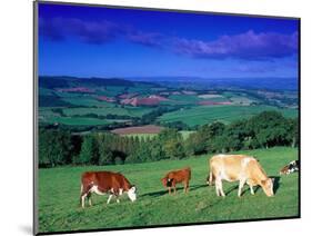 Cows in the Valley, South Wales-Peter Adams-Mounted Photographic Print