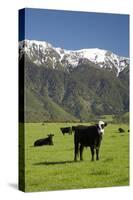 Cows, Kaikoura, Seaward Kaikoura Ranges, Marlborough, South Island, New Zealand-David Wall-Stretched Canvas