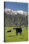 Cows, Kaikoura, Seaward Kaikoura Ranges, Marlborough, South Island, New Zealand-David Wall-Stretched Canvas