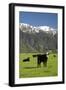 Cows, Kaikoura, Seaward Kaikoura Ranges, Marlborough, South Island, New Zealand-David Wall-Framed Photographic Print