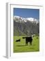 Cows, Kaikoura, Seaward Kaikoura Ranges, Marlborough, South Island, New Zealand-David Wall-Framed Photographic Print