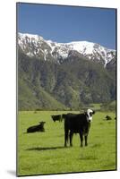 Cows, Kaikoura, Seaward Kaikoura Ranges, Marlborough, South Island, New Zealand-David Wall-Mounted Photographic Print