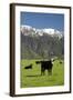 Cows, Kaikoura, Seaward Kaikoura Ranges, Marlborough, South Island, New Zealand-David Wall-Framed Photographic Print