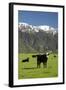 Cows, Kaikoura, Seaward Kaikoura Ranges, Marlborough, South Island, New Zealand-David Wall-Framed Photographic Print