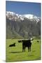 Cows, Kaikoura, Seaward Kaikoura Ranges, Marlborough, South Island, New Zealand-David Wall-Mounted Photographic Print