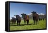 Cows, Kaikoura, Seaward Kaikoura Ranges, Marlborough, South Island, New Zealand-David Wall-Framed Stretched Canvas