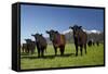 Cows, Kaikoura, Seaward Kaikoura Ranges, Marlborough, South Island, New Zealand-David Wall-Framed Stretched Canvas