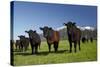 Cows, Kaikoura, Seaward Kaikoura Ranges, Marlborough, South Island, New Zealand-David Wall-Stretched Canvas