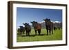 Cows, Kaikoura, Seaward Kaikoura Ranges, Marlborough, South Island, New Zealand-David Wall-Framed Photographic Print