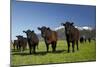 Cows, Kaikoura, Seaward Kaikoura Ranges, Marlborough, South Island, New Zealand-David Wall-Mounted Photographic Print