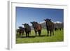 Cows, Kaikoura, Seaward Kaikoura Ranges, Marlborough, South Island, New Zealand-David Wall-Framed Photographic Print