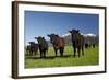 Cows, Kaikoura, Seaward Kaikoura Ranges, Marlborough, South Island, New Zealand-David Wall-Framed Photographic Print