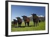 Cows, Kaikoura, Seaward Kaikoura Ranges, Marlborough, South Island, New Zealand-David Wall-Framed Photographic Print