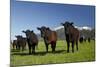 Cows, Kaikoura, Seaward Kaikoura Ranges, Marlborough, South Island, New Zealand-David Wall-Mounted Photographic Print