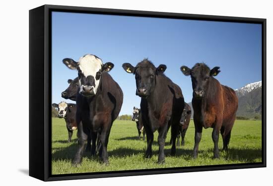 Cows, Kaikoura, Seaward Kaikoura Ranges, Marlborough, South Island, New Zealand-David Wall-Framed Stretched Canvas