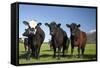 Cows, Kaikoura, Seaward Kaikoura Ranges, Marlborough, South Island, New Zealand-David Wall-Framed Stretched Canvas