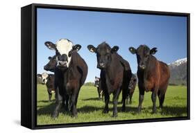 Cows, Kaikoura, Seaward Kaikoura Ranges, Marlborough, South Island, New Zealand-David Wall-Framed Stretched Canvas